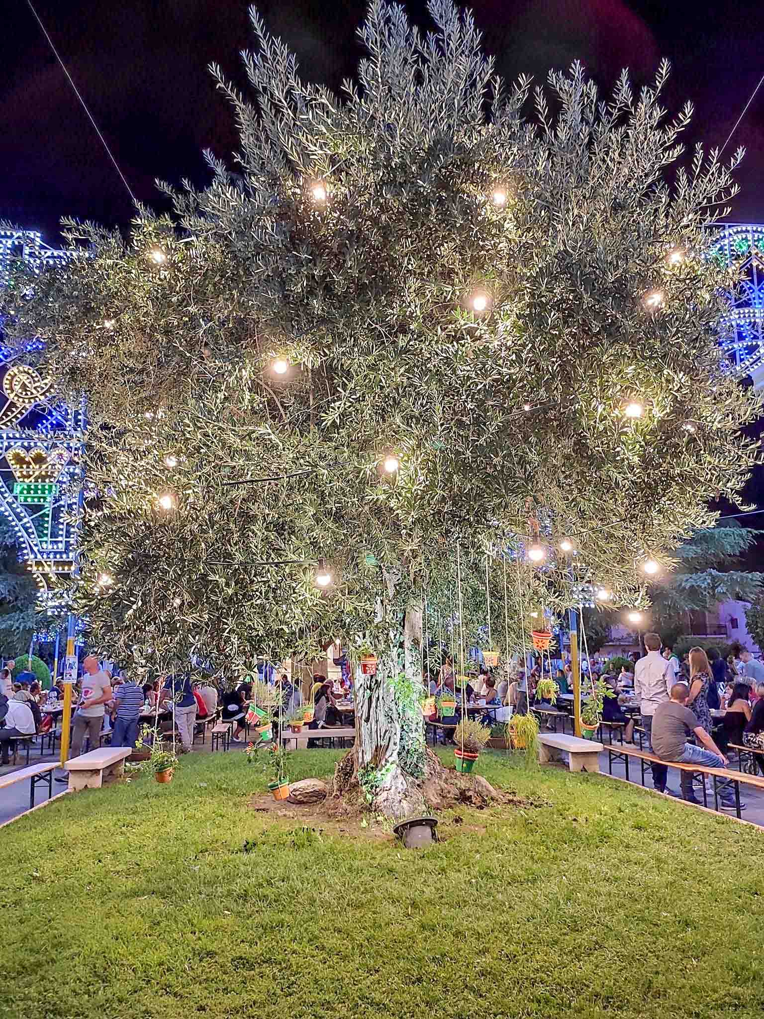 Albero monumentale illuminato a festa con vasi sospesi al centro della piazza durante la Sagra